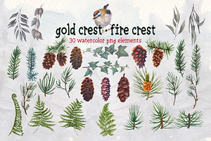 Gold Crest Bird Watercolor Clipart