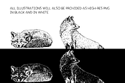 Foxes - vector illustration set, an Animal Illustration by Renée from Studio neetje (Thumbnail 3 of 4)