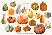 Pumpkin harvest - autumn clipart, an Illustration by Vasmila (Thumbnail 9 of 15)