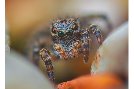 A Close-up picture of a Jumping