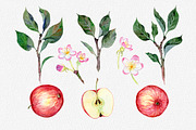 Hand drawn watercolor apple set, an Illustration by OlyaSenko (Thumbnail 2 of 4)