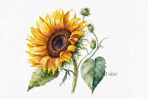 Sunflowers Watercolor Clipart PNG