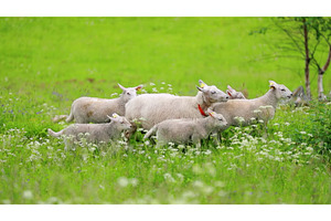 Norway. Domestic Mother Sheep And, an Animal Photo by Our Amazing World