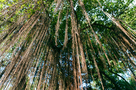 Close up of tree, a Nature Photo by AMMi