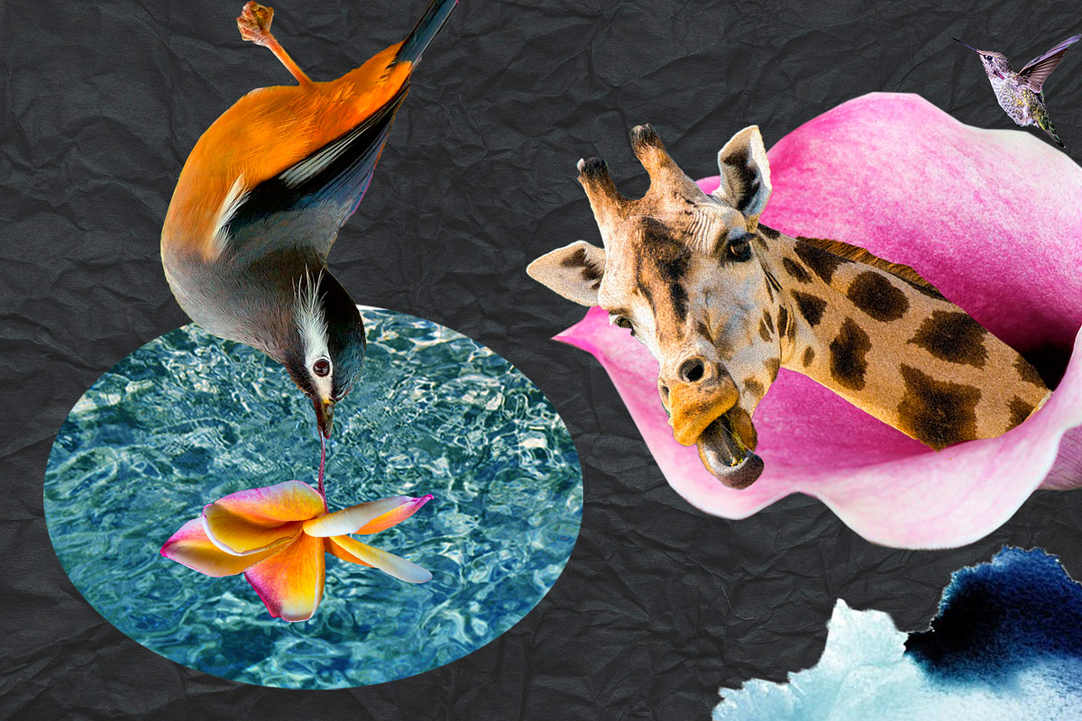Collage creator SET & Alphabet, an Animal Illustration by Alexiva (Photo 4 of 9)