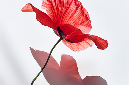 Backlit Red Poppy Flower, a Nature Photo by Ocean Digital Art