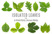 Bundle of isolated green leaves, a Nature Photo by Anatoliy Sadovskiy (Thumbnail 1 of 10)