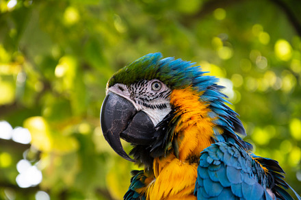 Colorful Ara parrot closeup