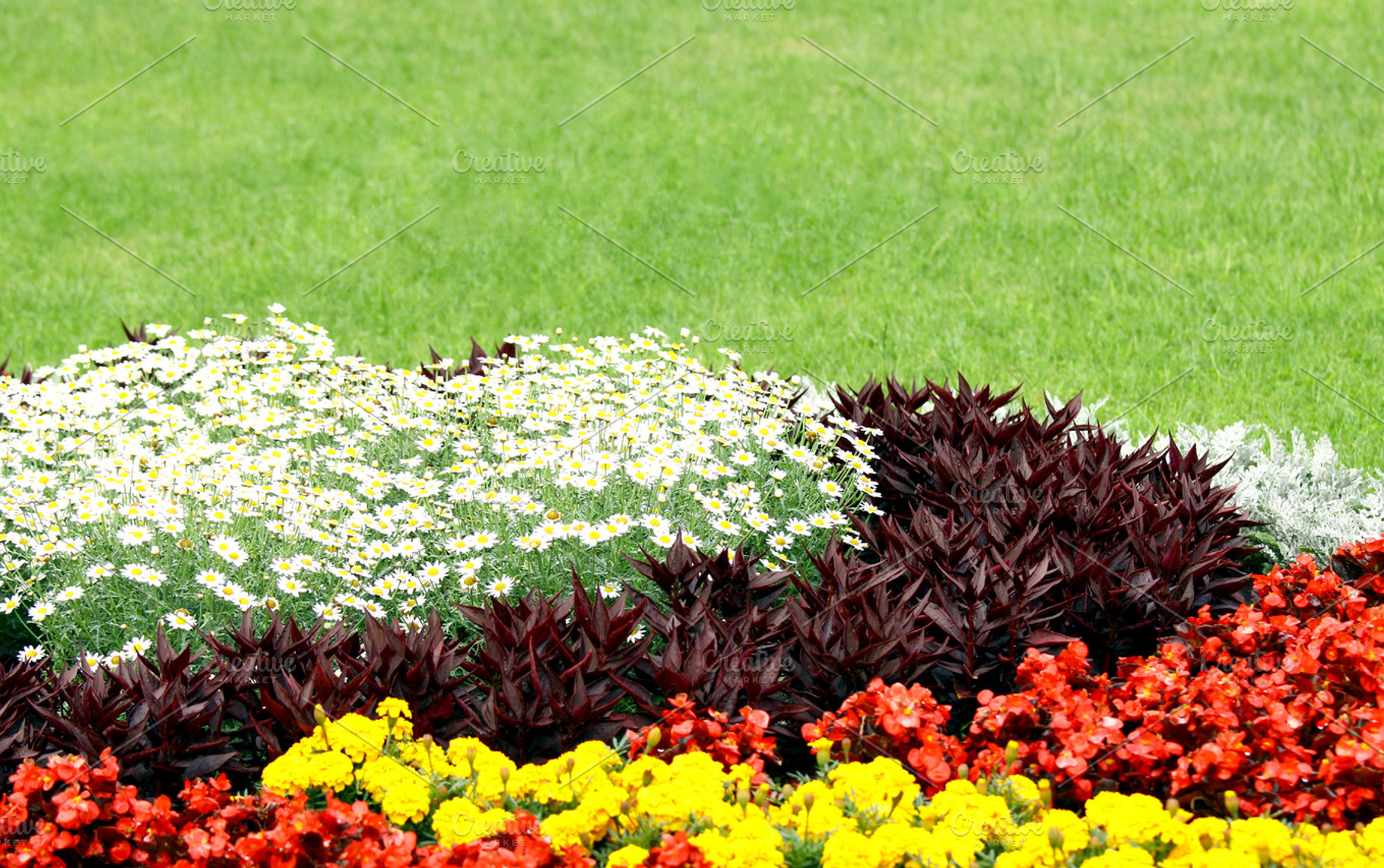 Flowerbed in summer, a Nature Photo by BOOCYS