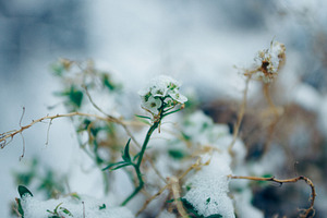 Winter Beauty