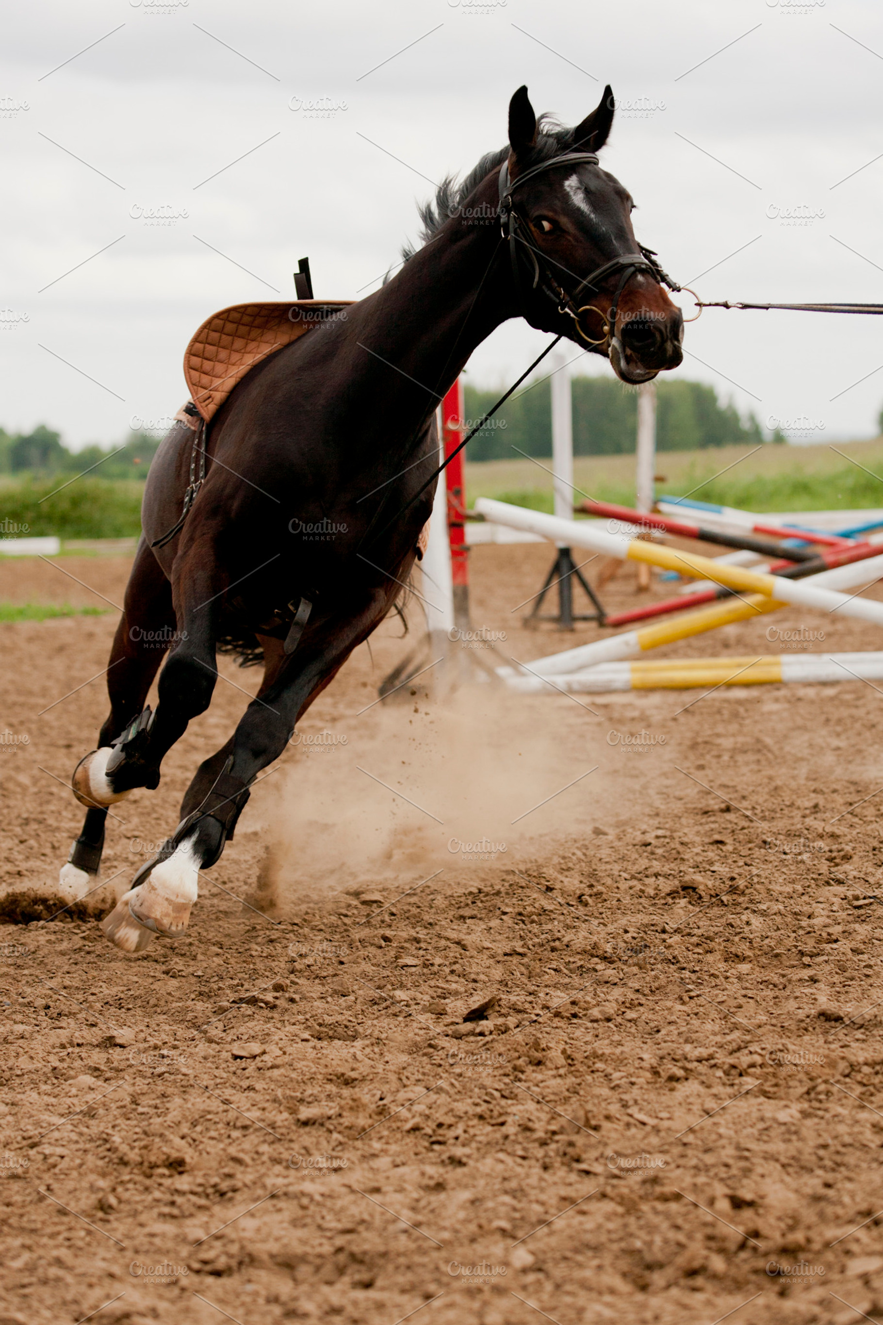 Horse in training stock photo containing harness and leash