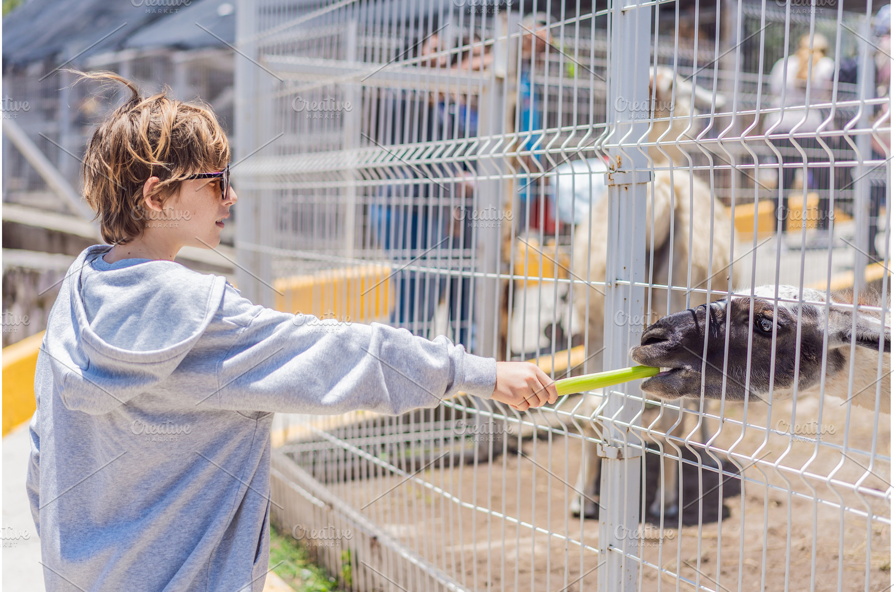 Young boy feeding a llama on a farm, an Animal Photo by Elizaveta Galitskaya
