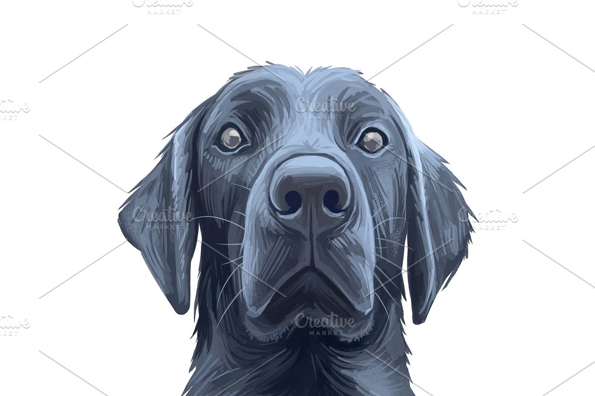 Dogs Cross Breeds 56 Animals Bundle, an Animal Illustration by Dneprstock (Photo 44 of 55)