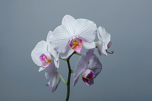 White Moth Orchid