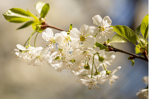 Blooming White Cherry Tree Branches