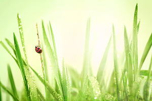 After the rain containing grass, dew, and green