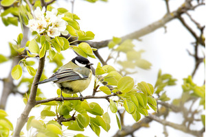 Charming Small Bird Perched on a, a Nature Photo by Pakosta