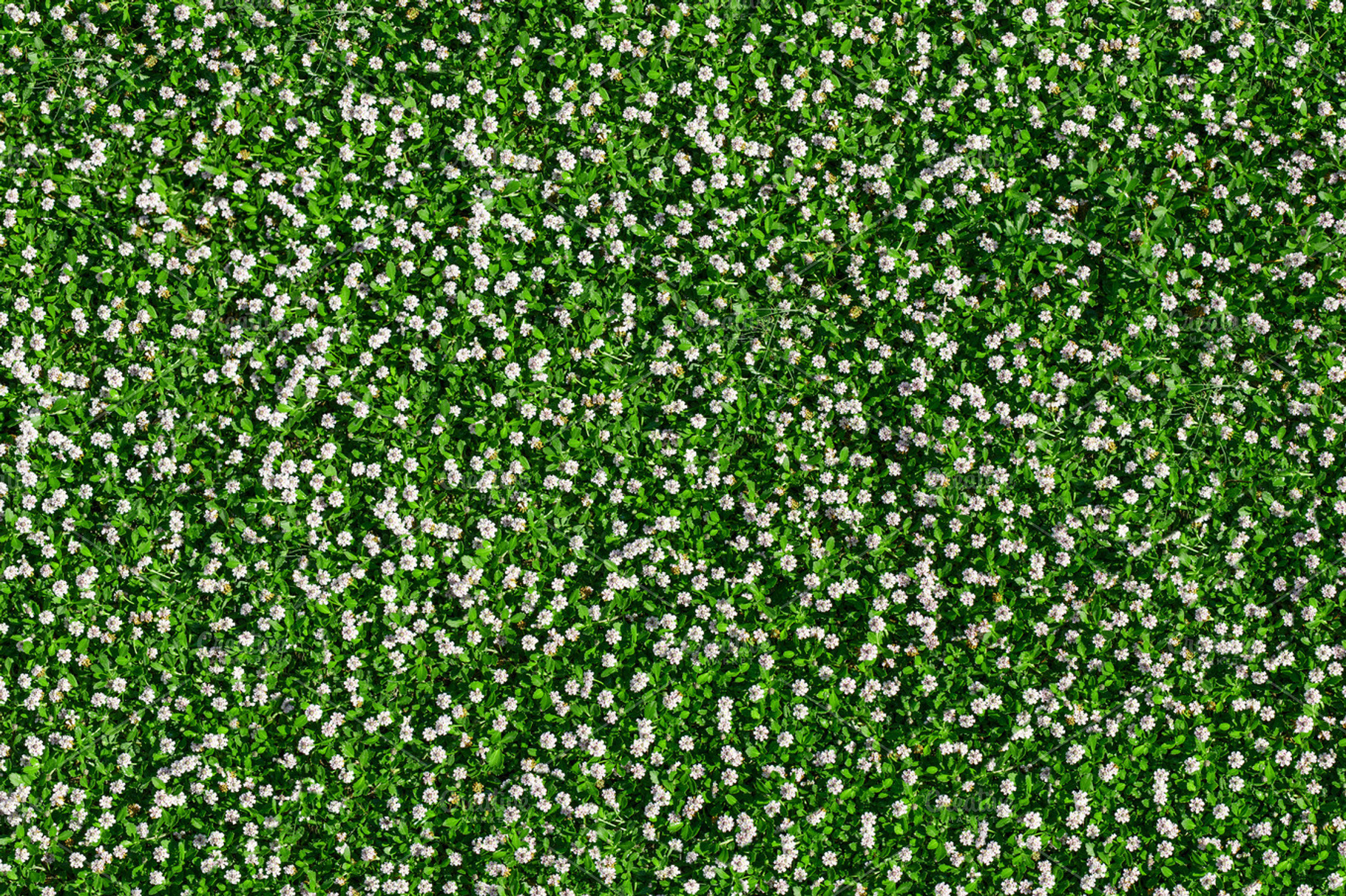 Many white daisies in top view of meadow., a Nature Photo by odpium