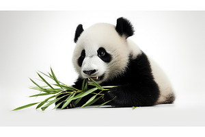 bamboo panda white background ai, an Animal Photo by pikepicture