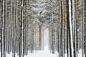 Snow covered path winding through a silent winter forest, toweri, a Photo by Studio ANNA