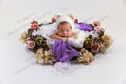 Newborn Digital Backdrop Rose Nest, a Layer Style Add-On by EzDigitals (Thumbnail 1 of 2)