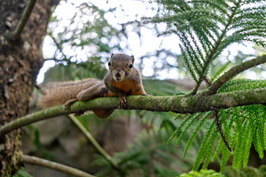 Wild plantain squirrel on a tree branch in tropical forest, an Animal Photo by GoodGoods