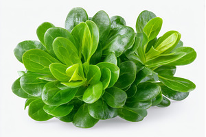Isolated on a white background, a Food & Drink Photo by ZinetroN