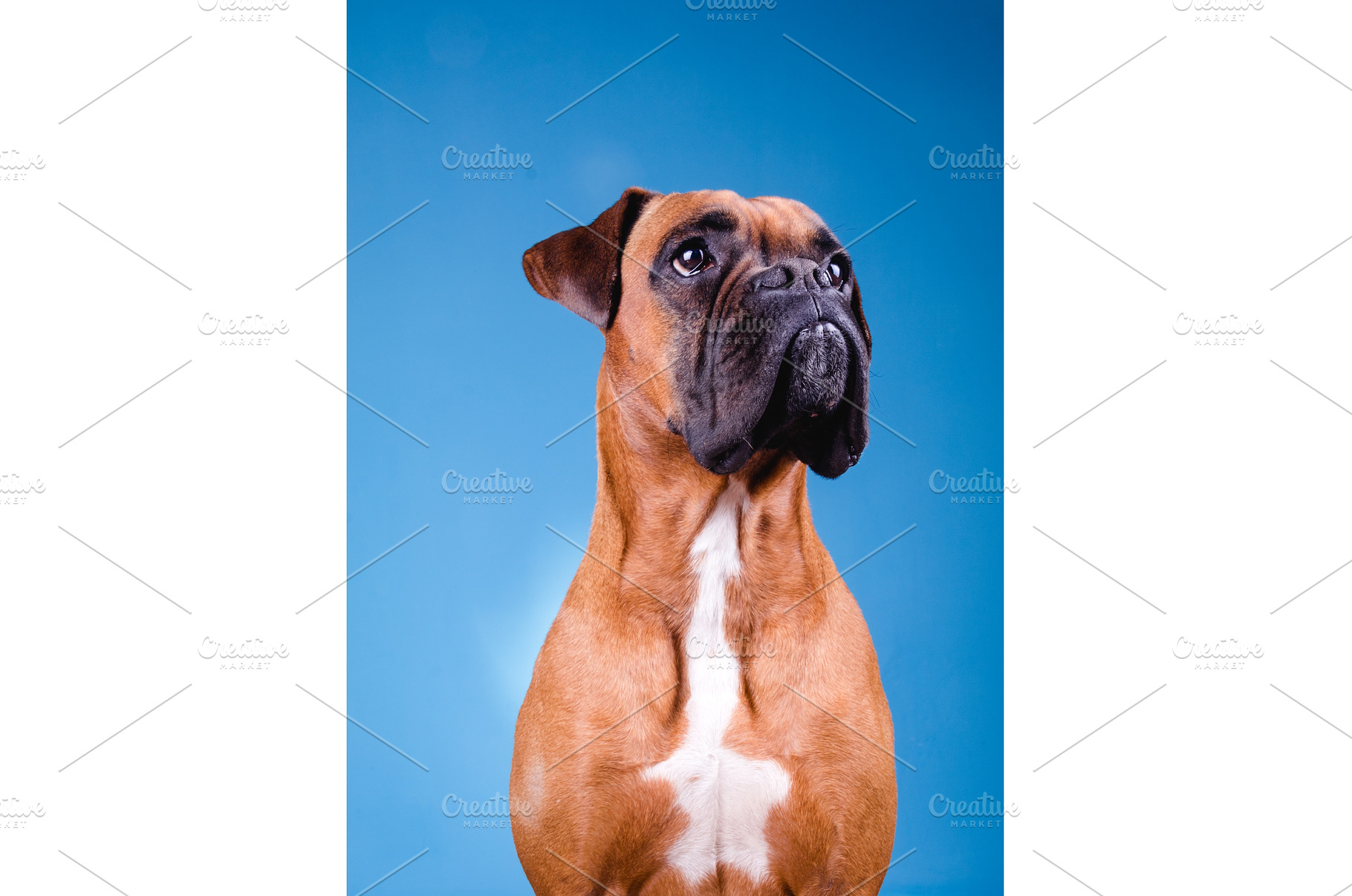 Boxer dog in the photo studio on, an Animal Photo by Daniel Megias