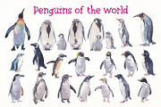 Penguins of de world watercolor set, an Animal Illustration by Art & Things (Thumbnail 2 of 5)