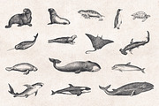 Fishes & Sea Life Engravings Set, a Food Illustration by Graphic Goods (Thumbnail 3 of 7)