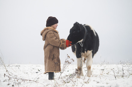 A little girl and a cow winter featuring little, girl, and cow