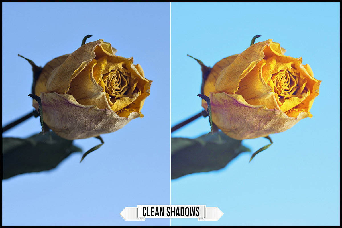 Incredible Flowers Profiles preview 3