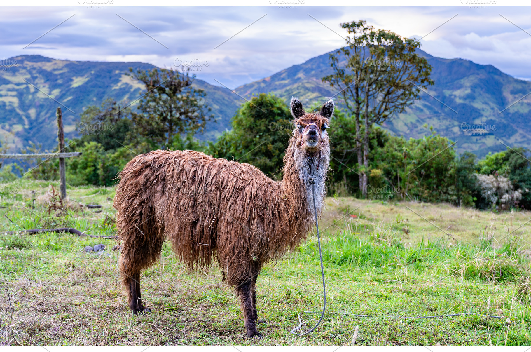 Brown llama on green hill in Banos, an Animal Photo by Leonid Andronov