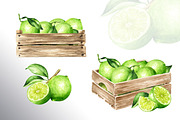 Lime citrus. Watercolor collection, a Food Illustration by Daria Ustiugova (Thumbnail 12 of 21)