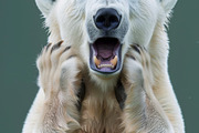 236 surprised animals, an Animal Photo by Handmadefont (Thumbnail 140 of 241)