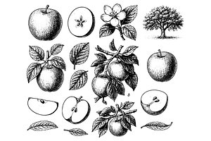 Apple Tree and Fruit  Illustration, an Object Graphic by RT Studio