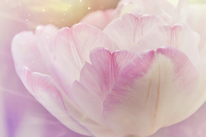 Beautiful flowers stock photo containing flowers and bouquet