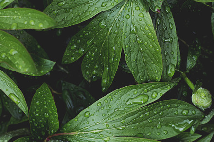 Lush greenery with raindrops stock photo containing green and greenery, a Nature Photo by René Jordaan Photography