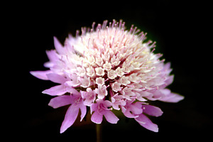 Delicate pincushion flower blooming on a black background, an Abstract Photo by Antonio Gravante Market