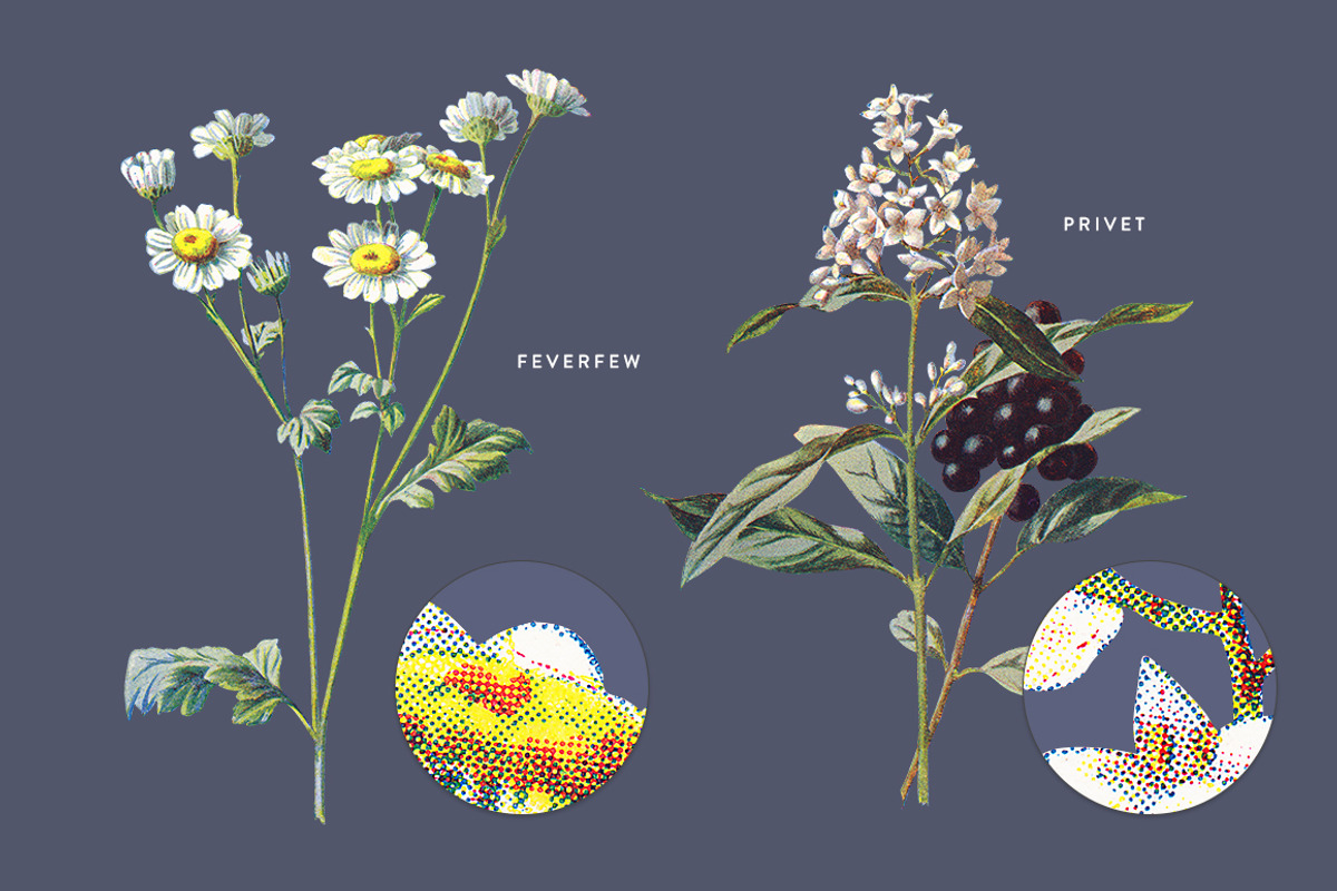Vintage Flower Illustrations Bundle, an Illustration by Greta Ivy (Photo 50 of 62)