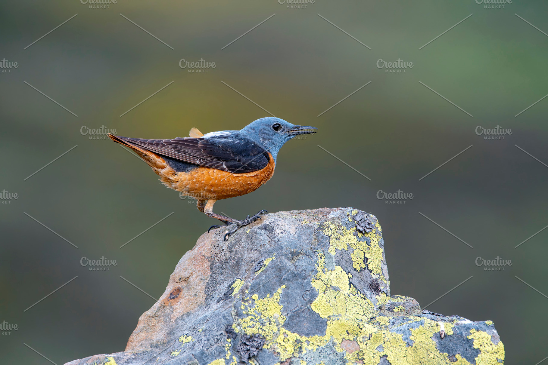 Male common rock thrush perched on a rock., an Animal Photo by CreativePhotoSpain