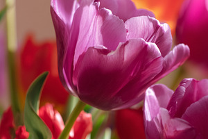 Purple and red tulips blooming, showing fresh petals and vibrant, a Photo by Studio ANNA