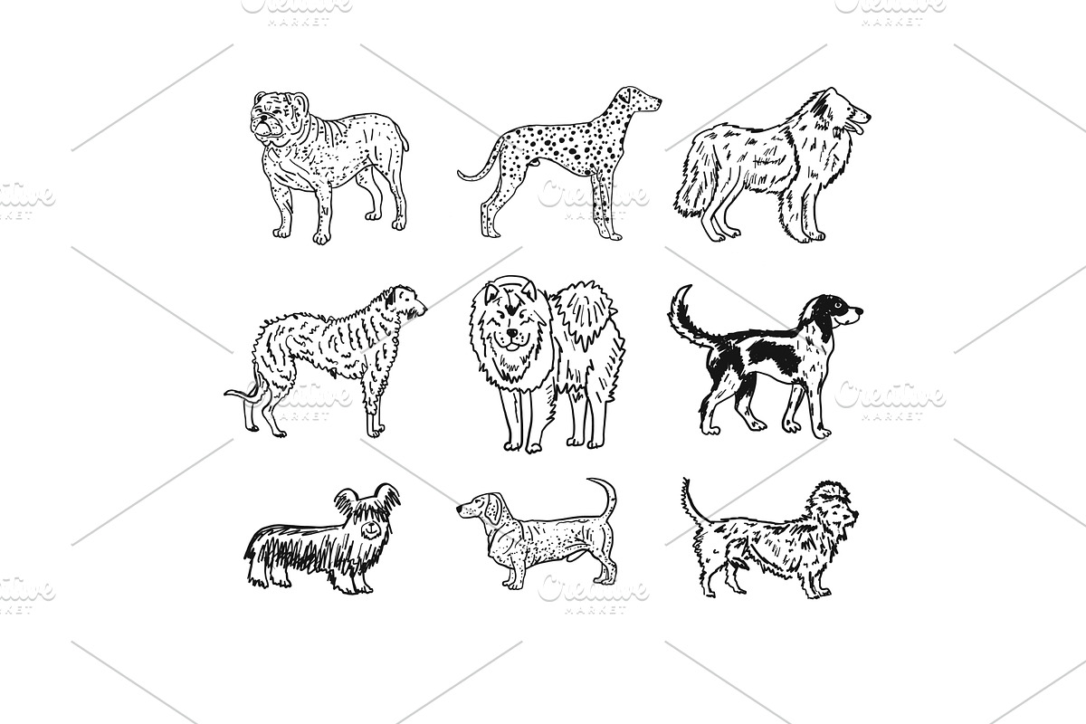 Dogs breeds collection. Vintage, an Animal Illustration by Kudryashka