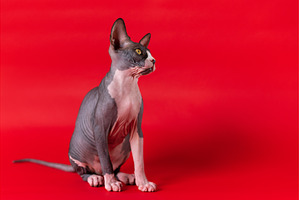 Cute Sphynx on scarlet background, an Animal Photo by Alexander-Piragis