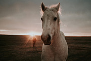 Two horses at sunset stock image, an Animal Photo by Wild Wander Collective (Thumbnail 2 of 2)