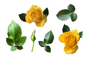 Roses Photo clipart, a Nature Photo by Contes_de_fée (Thumbnail 3 of 4)