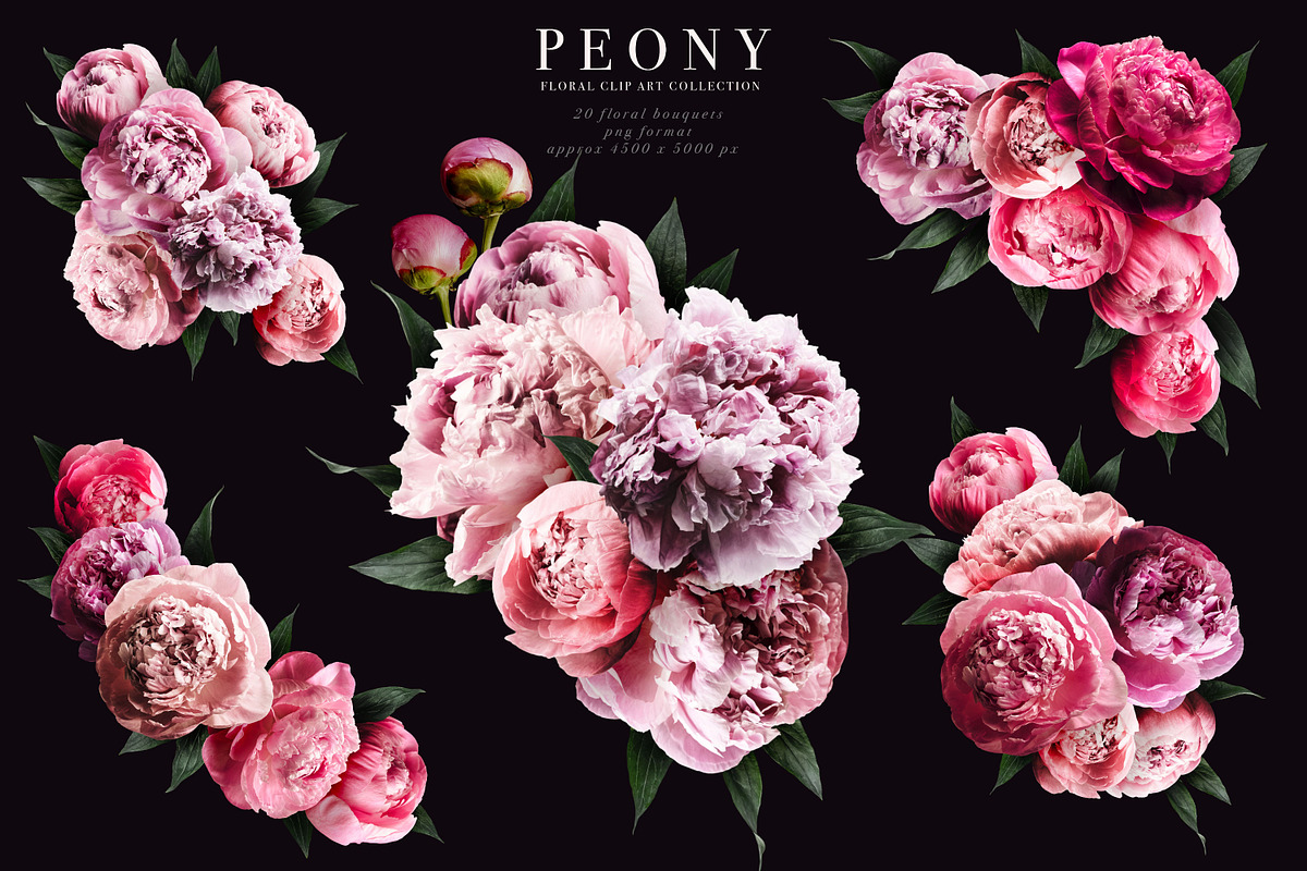 Peony Floral Clip Art, an Object Graphic by Eclectic Anthology (Photo 12 of 17)