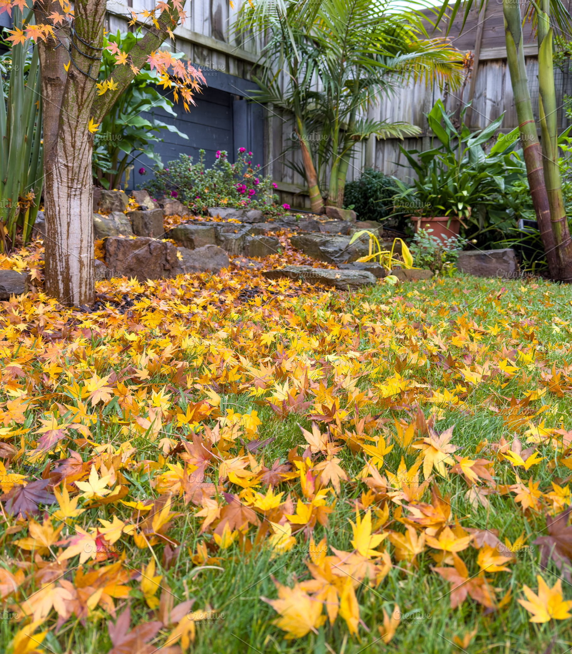 Fall Leaves In Backyard Garden, a Nature Photo by THP Creative