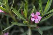 60 Flowers V2, a Background Graphic by Zoomin Istanbul (Thumbnail 10 of 13)