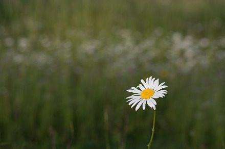 Single Daisy in Field